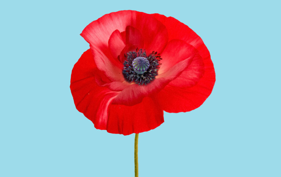 Lest we forget - 1
